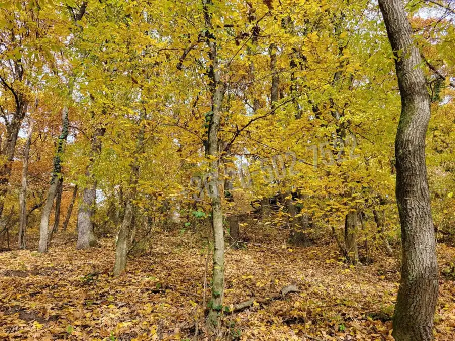 eladó  Építési telek, Kismaros