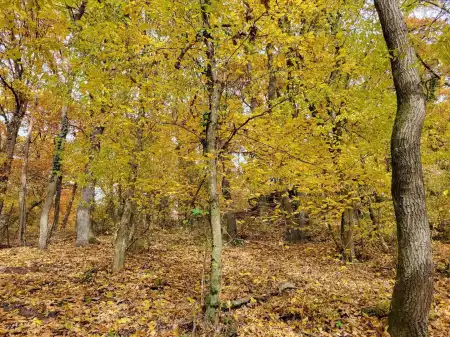 Eladó telek, Kismaros 1000 m² 30 M Ft