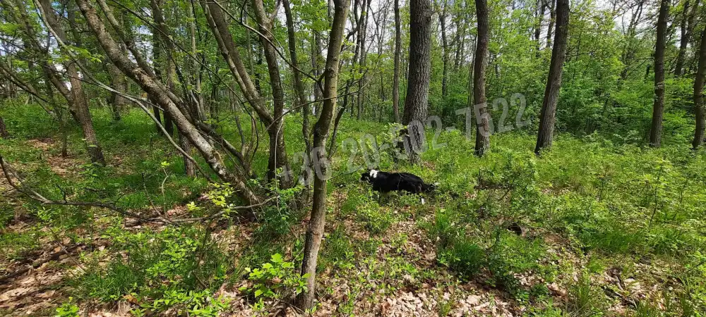 Pest megye - Kismaros