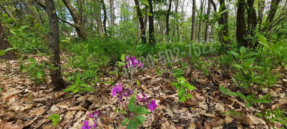 Pest megye - Kismaros