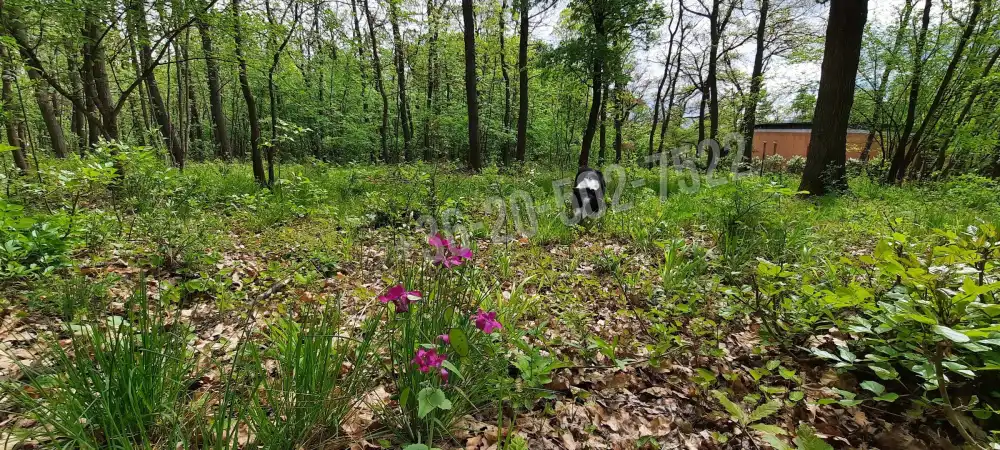 Pest megye - Kismaros