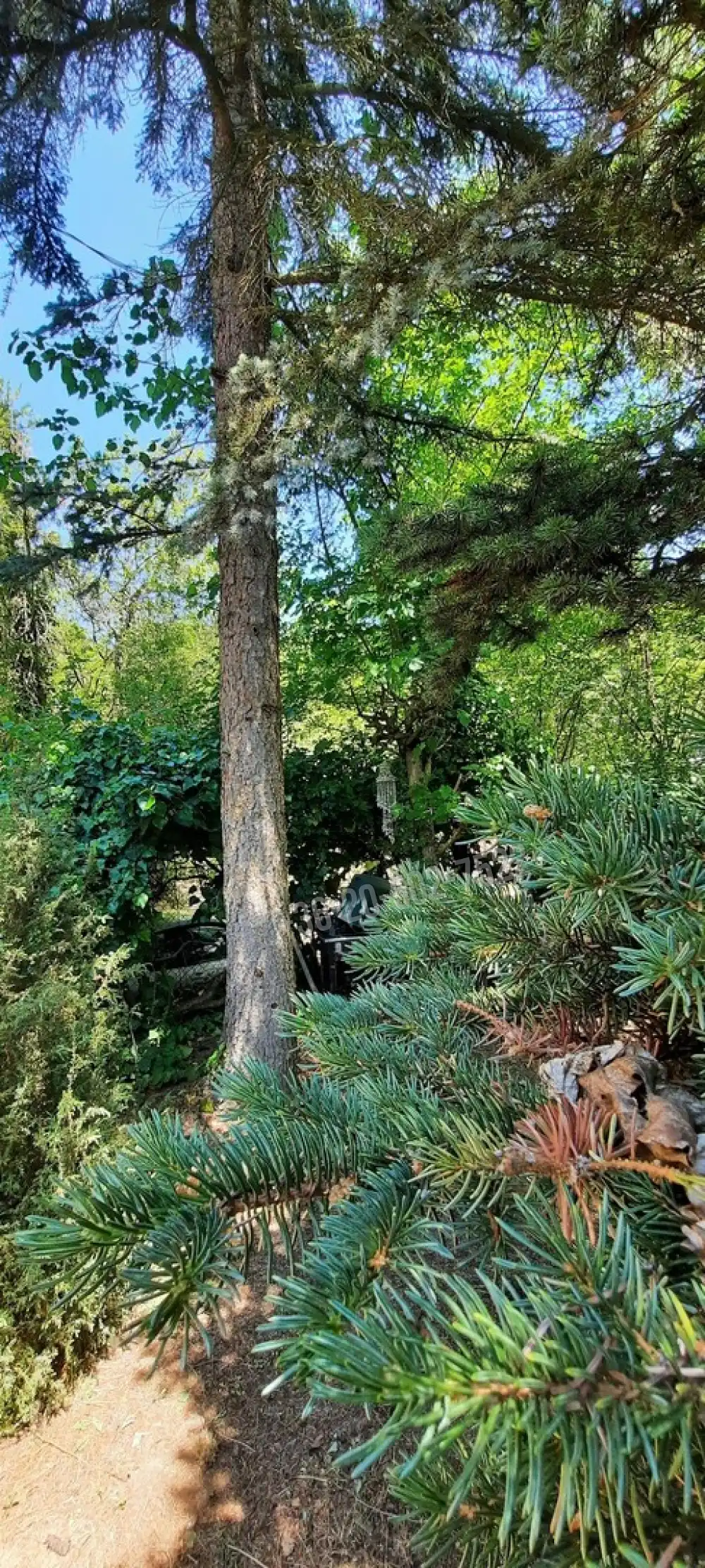 Pest megye - Nagymaros