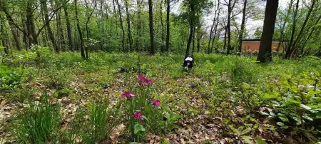 Eladó telek, Kismaros 1170 m² 36.9 M Ft